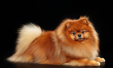 Pomeranian spitz Dog on Isolated Black Background in studio