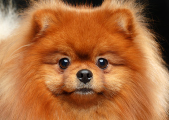 Obraz premium Pomeranian spitz Dog on Isolated Black Background in studio