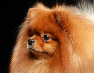 Pomeranian spitz Dog on Isolated Black Background in studio
