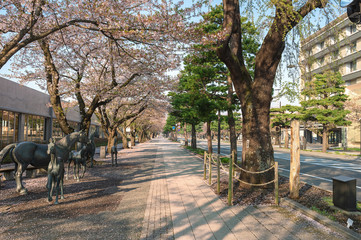 十和田市官庁街通りの桜並木	