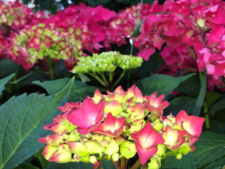 closup on pink hydrangea flower on green plant