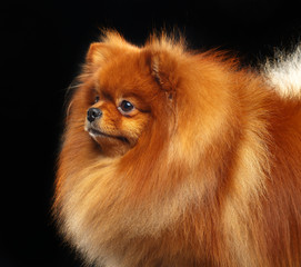 Pomeranian spitz Dog on Isolated Black Background in studio