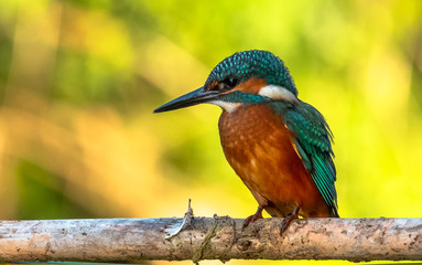 Common Kingfisher