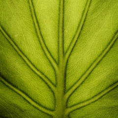 Close up green leaf