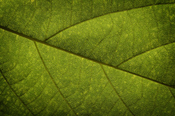 Fototapeta na wymiar Close up green leaf