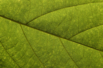 Fototapeta na wymiar Close up leaf