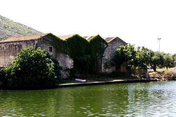 Temo