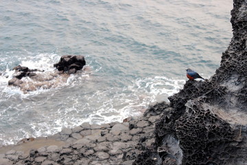 Jusangjeolli is a cliff made of basaltic columnar jointings at Jisatgae coast and one of the most famous