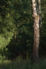 Fototapeta premium trees in the forest