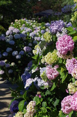 Obraz premium 紫陽花