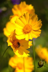 Coreopsis flowers and a bee