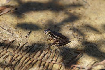 Brown frog
