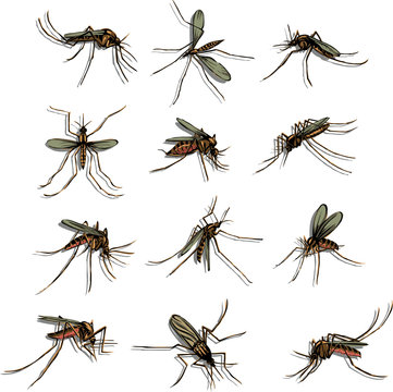 The mosquito, proboscis, bite, vector, silhouette, symbol, black and color