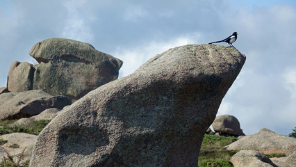 Pie sur un bloc de granite dans la lande de Ploumanac'h