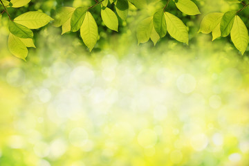 Spring or summer background, frame of green tree leaves
