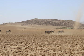 Fototapeta na wymiar セレンゲティ砂漠風景