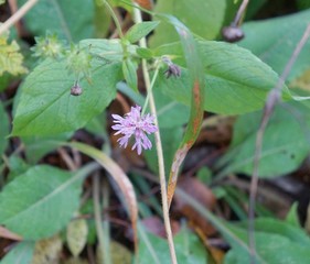 Smaller Scabious flower in the forest
