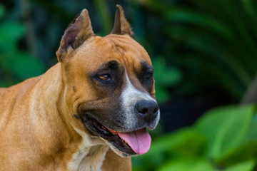 Closeup portrait of staffordshire terrier. American staffordshire in garden or park