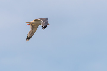 Single seagull flying in a sky as a background