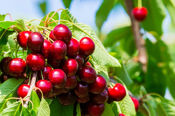 Cherries on a branch of a fruit tree in the sunny garden. Bunch of Fresh cherry on branch in summer season