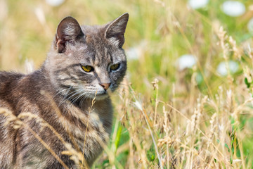 Grey cat in grass