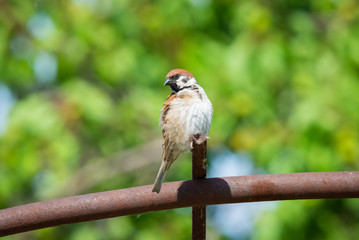Fototapeta premium Fat Sparrow on metall pipe
