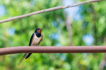 Barn swallow or Hirundo rustica or swift, lovely black bird with green face perching on metal pipe over green blur background.