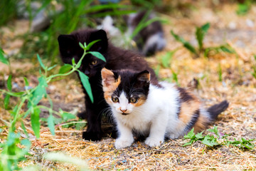 Two little furry kitten playing in yard. Kitten on green grass, healthy lifestyle.