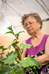 Obraz premium Elderly caucasian woman gardener in greenhouse checking cucumber plants - agriculture farming small business owner concept.