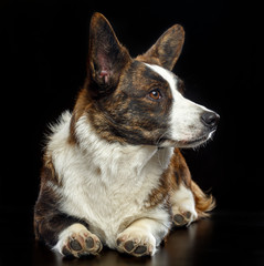 Welsh Corgi Cardigan Dog  Isolated  on Black Background in studio