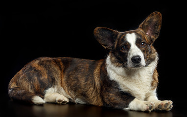 Welsh Corgi Cardigan Dog  Isolated  on Black Background in studio