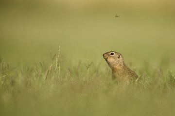 European Ground Squirrel - Spermophilus citellus, cute little ground squirrel from European meadows and fields.