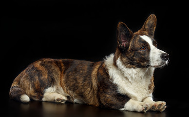 Welsh Corgi Cardigan Dog  Isolated  on Black Background in studio