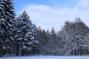 Photographing was carried out in the winter forest. Christmas and Christmas theme.