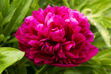 Kwiatek © KrólestwoNauki