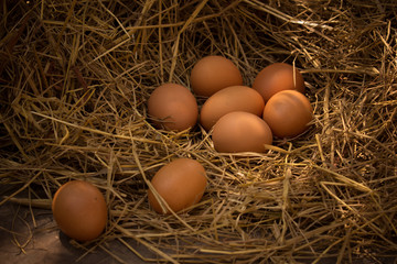 Fresh chicken eggs in the natural nest of hay