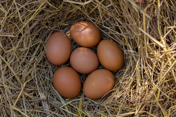 Fresh chicken eggs in the natural nest of hay