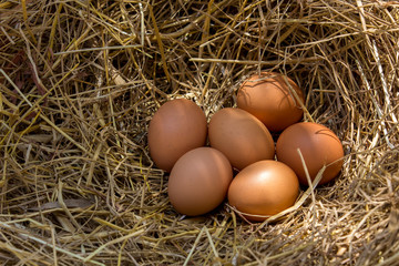 Fresh chicken eggs in the natural nest of hay