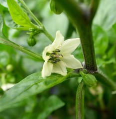 ピーマンの花