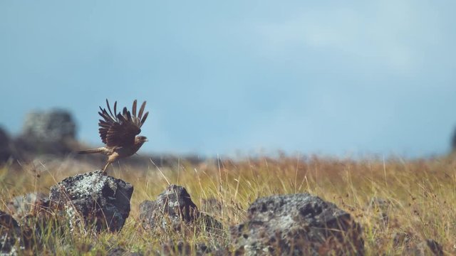 SUPER SLOW MOTION, CLOSE UP, DOF: Amazing Chimango Caracara bird sitting on a rock and takes off. Big buzzard bird flies up into the sky in sunny Easter Island, Chile. Bird of prey flying over meadow