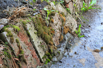old red brick with moss