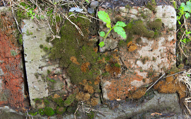 old red brick with moss