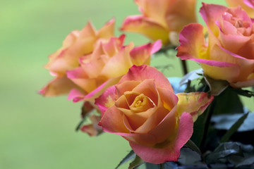 Rosenstrauß (Rosa sp.)