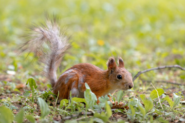 Brown squirrel during molting is sitting in the grass