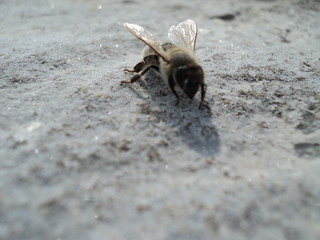 bee