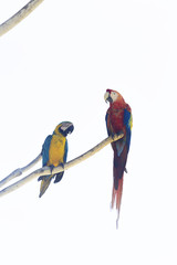 Obraz na płótnie Canvas Beautiful Colorful Parrot Macaw tropical Bird