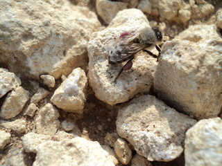 bee