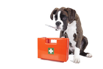 sick dog first aid box - 209888387