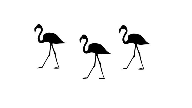 Silhouettes of Flamingo, animation on the white background