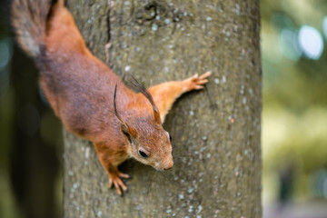 Brown squirrel with tassels on ears is climbing on tree